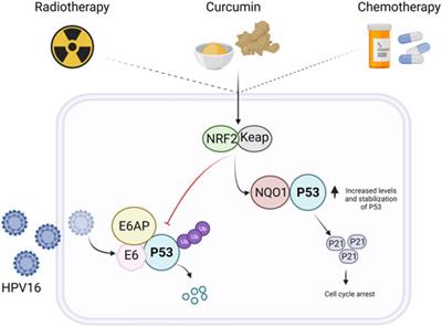 Polyphenols as Antitumor Agents Targeting Key Players in Cancer-Driving Signaling Pathways